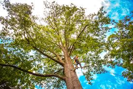 How Our Tree Care Process Works  in  Mechanicsville, MD